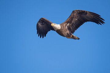 American Bald Eagle in flight