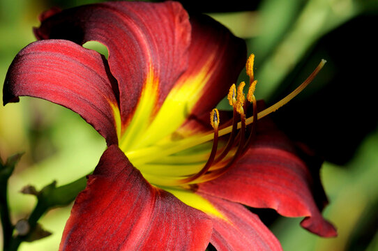 Close up of a red and yellow lily flower.; Acton Arboretum, Acton, Massachusetts.