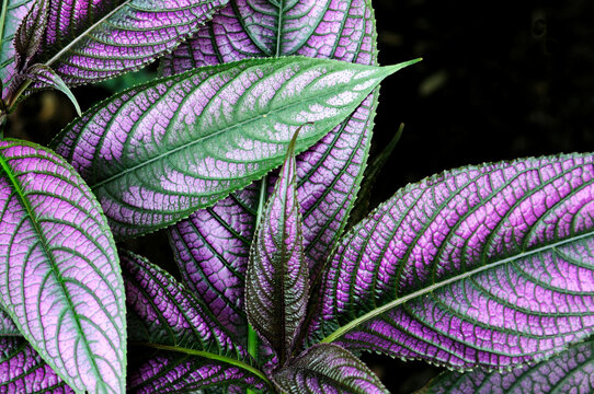 Close up of a Persian shield plant, Strobilanthes dyerianus.; Boylston, Massachusetts.