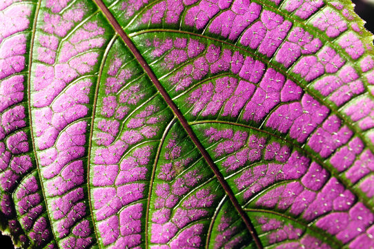 Close up of a Persian shield plant leaf, Strobilanthes dyerianus.; Boylston, Massachusetts. 