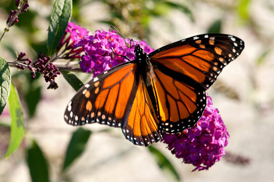 A monarch butterfly, Danaus plexxipus, visiting butterfly bush flowers, Buddleia davidii.; Belmont, Massachusetts.
