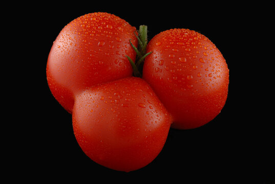 A large, red tomato with three lobes.; Arlington, Massachusetts.