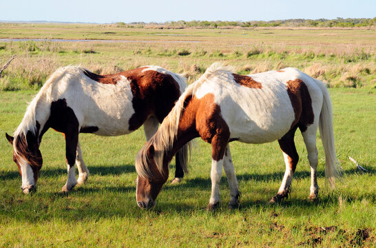 Two wild Chincoteague ponies grazing in a marshland.; Assateague Island National Seashore, Assateague Island, Maryland.