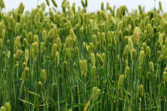 Close view of a wheat field with maturing grain.; Delaware.