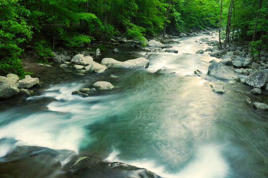View of Big Creek with rushing water in spring.; Big Creek, Great Smoky Mountains National Park, North Carolina.