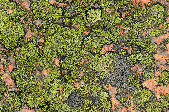 Close up of encrusting lichens on granite rock.; Acadia National Park, Mount Desert Island, Maine.