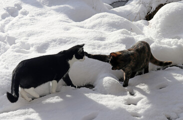 Zwei junge Katzen spielen im Winter im Schnee