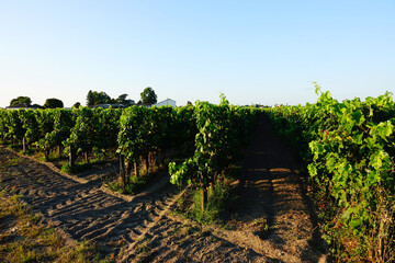 Fototapeta na wymiar Vineyards of Pomerol at sunset, french wine-growing region near Bordeaux