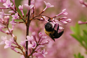 A bumblebee visiting lilac flowers (Syringa species) in Jamaica Plain, Massachusetts in the spring.; Jamaica Plain Massachusetts USA