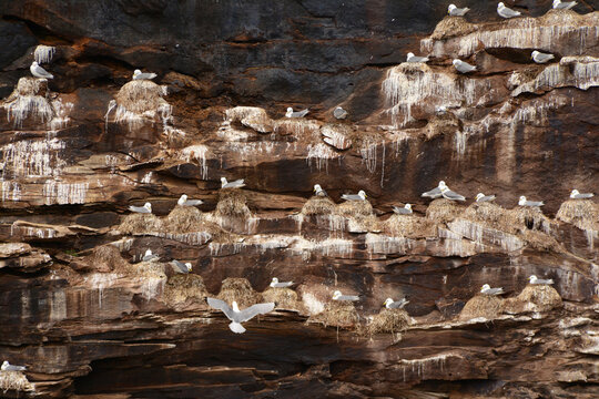 A nesting colony of black-legged kittiwakes on a coastal cliff.; Bird Island, Cape Breton, Nova Scotia, Canada.