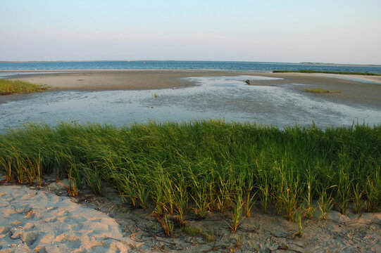 Marshy area at the high tide line in Chatham.  Hatchery for HS crabs; Sand flats and marsh in Chatham, Massachusetts.