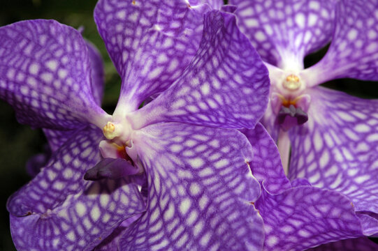 Vanda Tokyo blue orchid flowers.  Scientific name: Vanda Tokyo blue.; Victoria, British Columbia, Canada