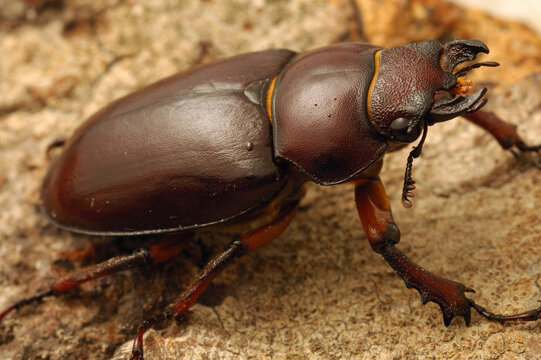 Giant Stag Beetle (Lucanus elaphus) female on a fallen tree; Belmont, Massachusetts