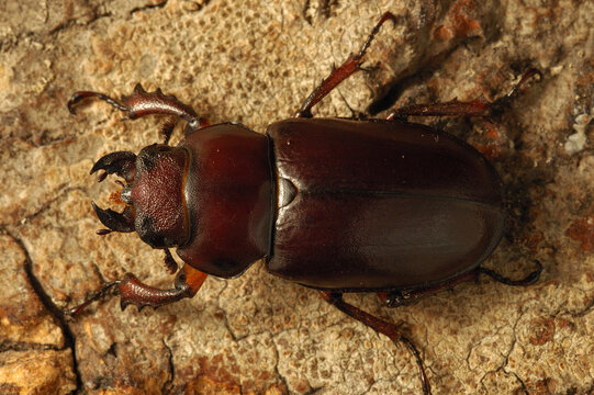 Giant Stag Beetle (Lucanus elaphus) female on a fallen tree; Belmont, Massachusetts