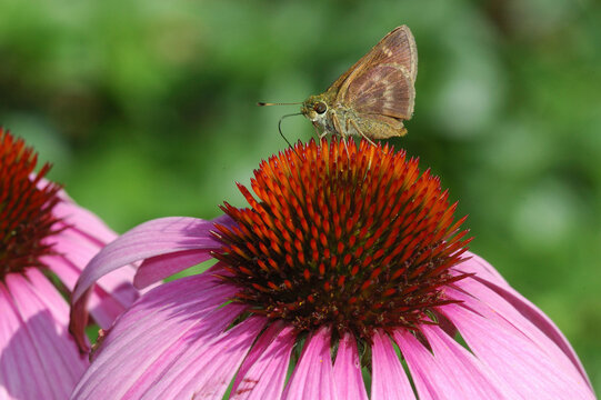 A skipper butterfly driking nectar from a purple coneflower (Echinacea purpurea; family: Asteraceae).; Belmont Massachusetts USA