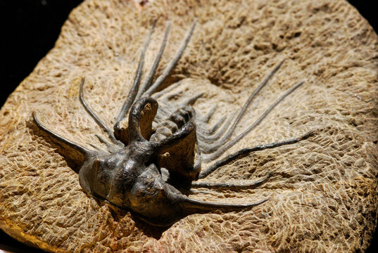Trilobite fossil from Morocco.  Dicranurus species.; Arlington, Massachusetts.