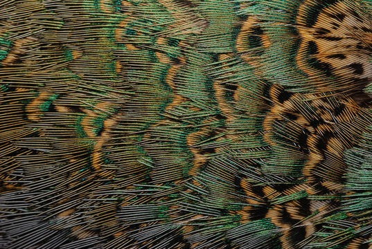 Close up of pheasant feathers.  Brown with irridescent green and blue.; Medicine Rocks, Montana.