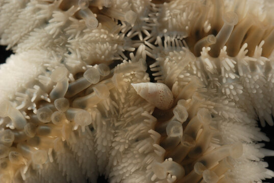 Parasitic Eulimid snail on a seastar. The snail lives and feeds on it.; Panglao Island, near Derawan Island, Borneo, Indonesia.