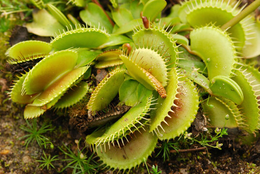 A cultivated Venus fly trap.; Providence, Rhode Island.