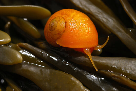 Yellow snail in the Rachel Carson Tide Pool, Maine.; Rachel Carson Salt Pond Preserve, New Harbor, Maine.