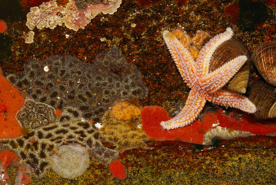 Sea star, periwinkles and patches of encrusting tunicates & bryozoans.; Rachel Carson Salt Pond Preserve, New Harbor, Maine.