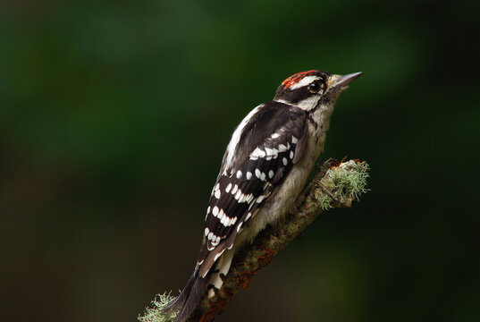 Picidae 이미지 찾아보기 135,544 스톡 사진, 벡터 및 비디오 Adobe Stock