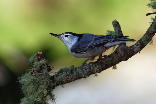A white-breasted nuthatch, Sitta carolinensis, perching on a branch.; Brewster, Cape Cod, Massachusetts.