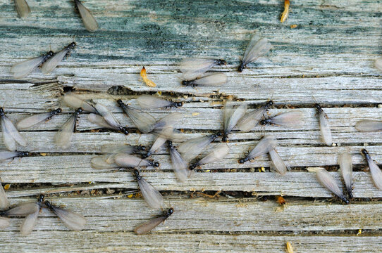 Winged male ants gather on a wooden beam along with a few termites.; Brewster, Cape Cod, Massachusetts.