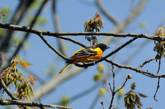 Baltimore oriole, Icterus galbula, in a flowering tree in the spring.; Arlington, Massachusetts.