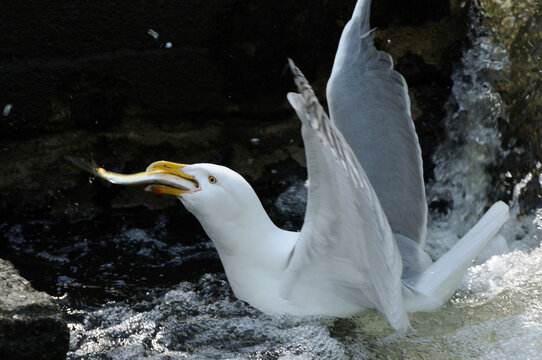 A herring gull eating a herring, alewife, at the Brewster fish ladder.; Brewster, Cape Cod, Massachusetts.