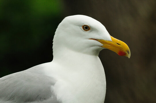 Close up of a herring gull.; Brewster, Cape Cod, Massachusetts.