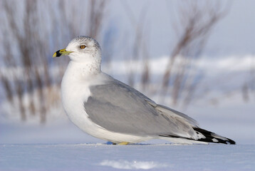 A ring-billed gull standing in the snow by a frozen pond.; Roger Williams Park, Providence, Rhode Island.