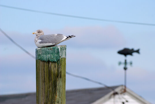 A juvenile herring gull rests atop a wooden post near a weather vane.; Orleans, Cape Cod, Massachusetts.