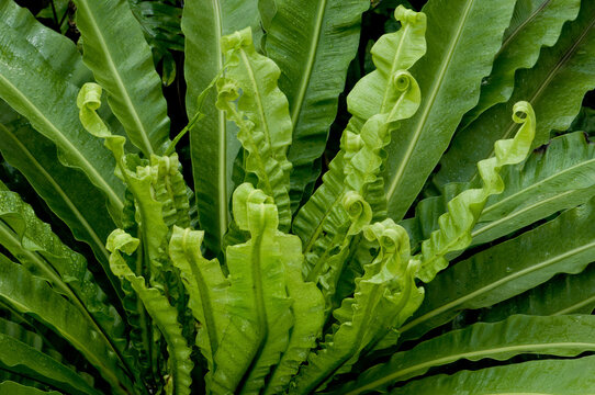 Close up of a large bird's nest fern, Asplenium nidus.; Wellesley, Massachusetts.