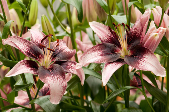 Large, pink oriental lilies.; Longwood Gardens, Pennsylvania.