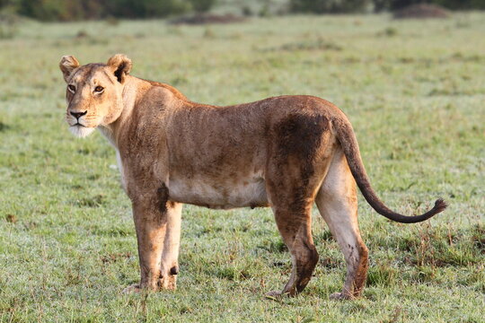 Lioness walking slowly across grassland. Large herd of topis at backgound