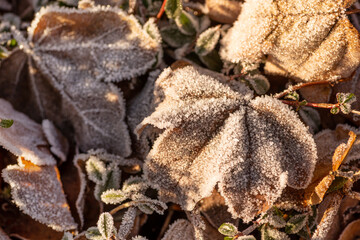 Fallen dark leaves  covered with frost  lie on the ground on a frosty winter morning