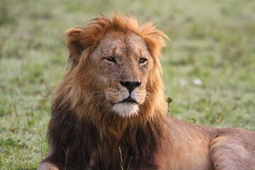 Portrait of a lion with dark mane lookind sideways, stalking prey