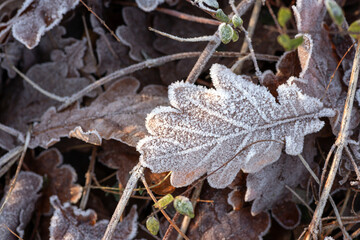 Fallen dark leaves  covered withhoarfrost  lie on the ground on a frosty winter morning