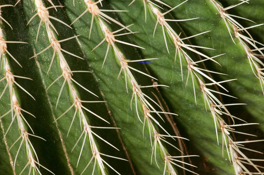 Close up of a golden barrel cactus, Echinocactus grusonii.; Framingham, Massachusetts.
