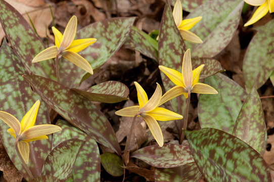 Close view of trout lilies, Erythronium americanum, in spring.; Framingham, Massachusetts.