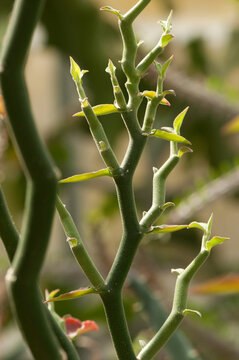 Zigzag stems of the devil's backbone plant, Pedilanthus tithymaloides.; Wellesley, Masachusetts.