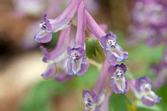 Close up of purple Corydalus flexuosa wildflowers in bloom.; Framingham, Massachusetts.