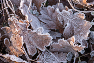 Fallen dark leaves  covered withhoarfrost  lie on the ground on a frosty winter morning