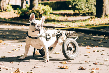 Dog's mobility problems. Disabled paralysed french bulldog walking in wheelchair. Dog with disabilities on a walk in wheel cart