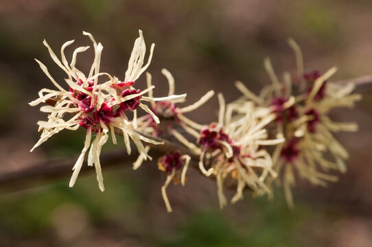 Close up of flowering Chinese witch hazel, Hamamelis mollis.; Jamaica Plain, Massachusetts.