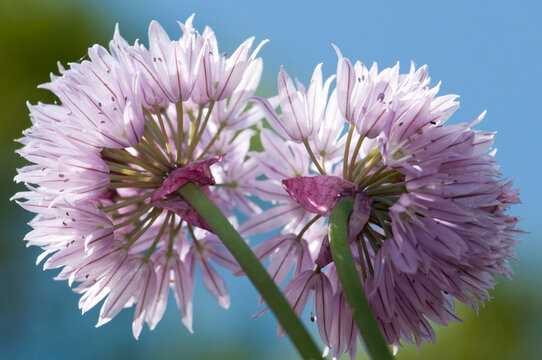 Close up of two chive flowers, Allium schoenoprasum.; Brewster, Massachusetts.