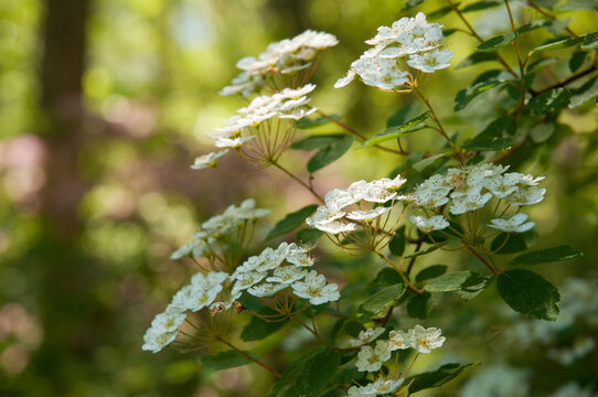 A spiraea shrub, Spiraea species, blooming in a wooded setting.; Brewster, Cape Cod, Massachusetts.