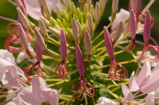 Close up of a flowering hedychium plant.; Lexington, Massachusetts.