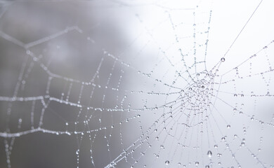 Spider web with glittering drops of frost on a foggy winter day in the park